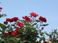 赤いバラと青い空