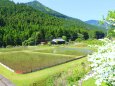 新緑の里山