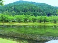 新緑の下北山村