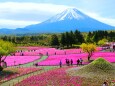 本栖湖芝桜