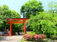 新緑の八坂神社