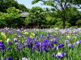 初夏の訪れ 花菖蒲園