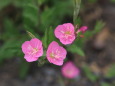 散歩道の草花