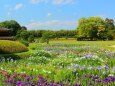 初夏の後楽園