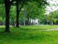 新緑初夏の公園風景