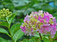 飛鳥山の紫陽花・8