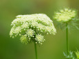 人参の花かな？