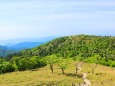 初夏の大台ケ原