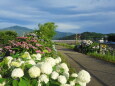 紫陽花散歩道