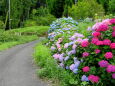 紫陽花が咲いている田舎道