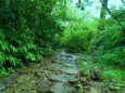 初夏の熊野古道