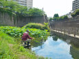 初夏の石神井川遊水池