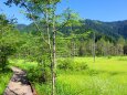 夏の上高地の森