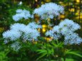 夏の高山植物