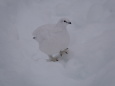 燕岳の白雷鳥9