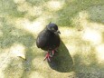 鳩です。