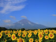 ひまわり畑に富士山