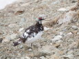 白馬岳の雄雷鳥11