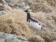 白馬岳の雄雷鳥13