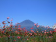 コスモスに富士山