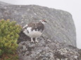 御嶽継子岳の雄雷鳥5