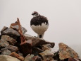 雷鳥坂の雄雷鳥3