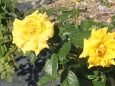 黄色いバラ 