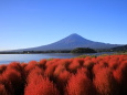 コキア&富士山