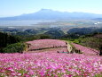 秋桜の丘から見渡す諫早湾と雲仙