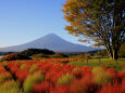 コキアに富士山