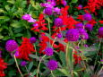 花壇の花 サルビアと千日紅