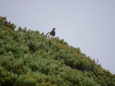 仙丈ヶ岳の雄雷鳥4