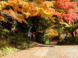 山寺参道の輝くもみじ