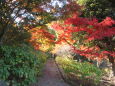 綺麗な紅葉2