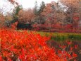 秋の雲場池