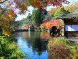 初冬の東山植物園