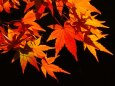 河口湖の紅葉