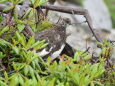 爺ヶ岳の雄雷鳥4