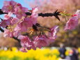 三浦海岸の河津桜