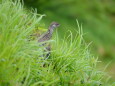 爺ヶ岳の雄雷鳥9