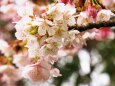 熱海梅園のあたみ桜