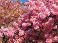 三浦海岸の河津桜