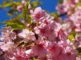 三浦海岸の河津桜