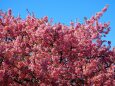 三浦海岸の河津桜