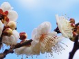 熱海梅園の梅