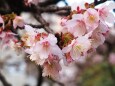 糸川遊歩道のあたみ桜