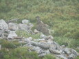 爺ヶ岳の雄雷鳥11