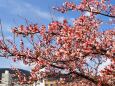 糸川遊歩道のあたみ桜