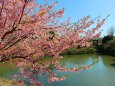 2月の河津桜