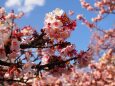 糸川遊歩道のあたみ桜